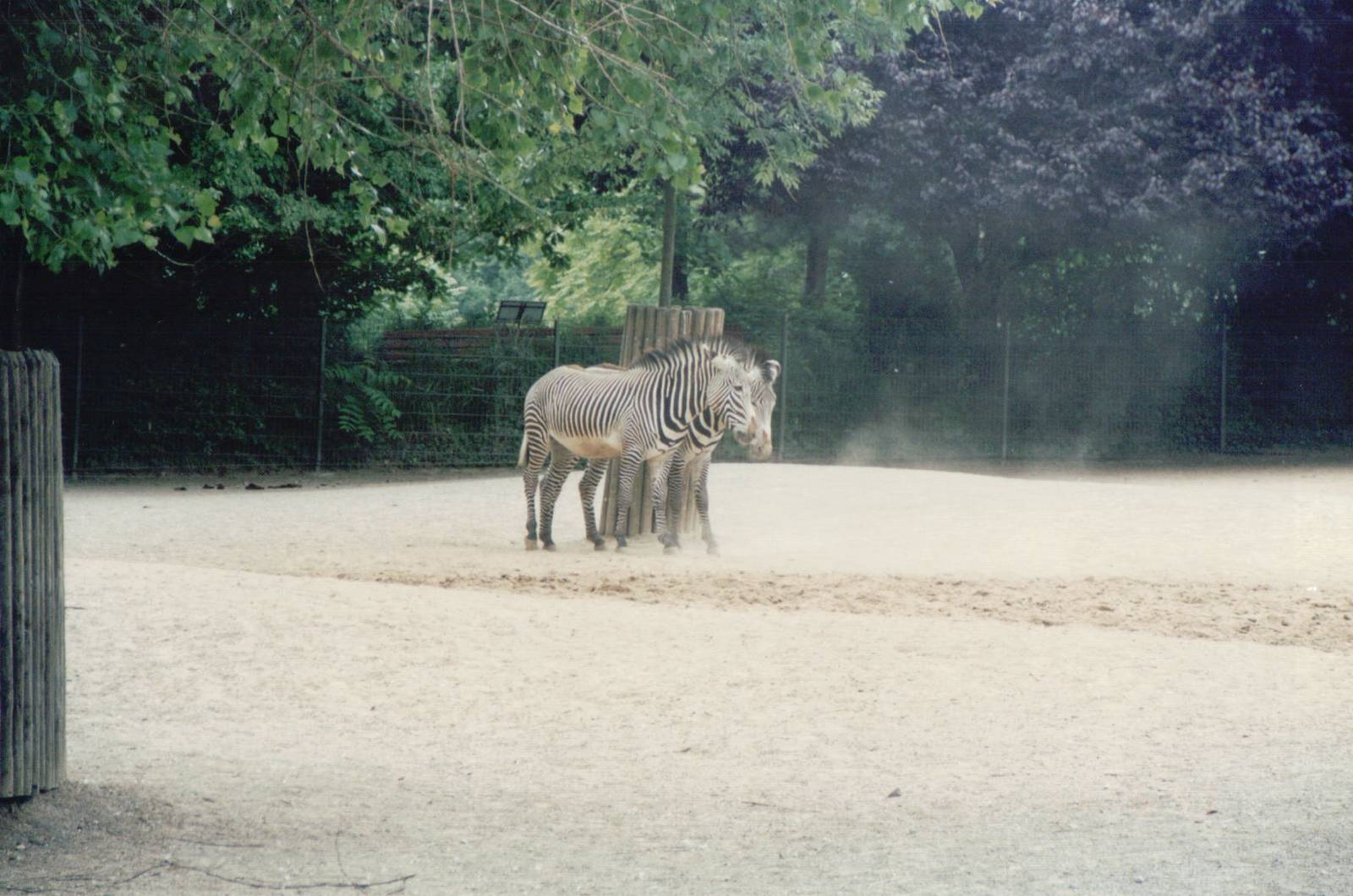 Cologne Zoo 1999 - Grevy Zebra