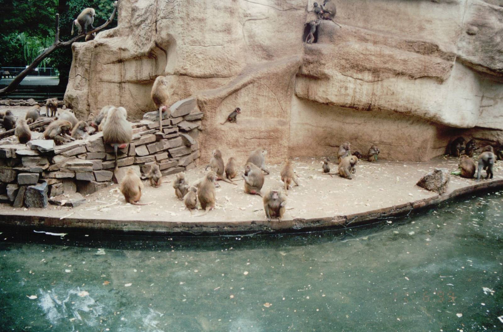Cologne Zoo 1999 - Hamadryas Baboon exhibit