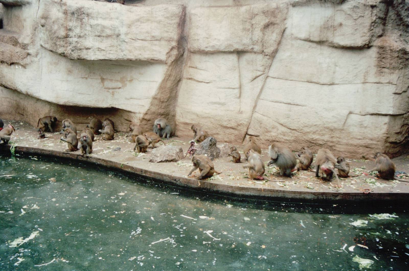 Cologne Zoo 1999 - Hamadryas Baboon exhibit