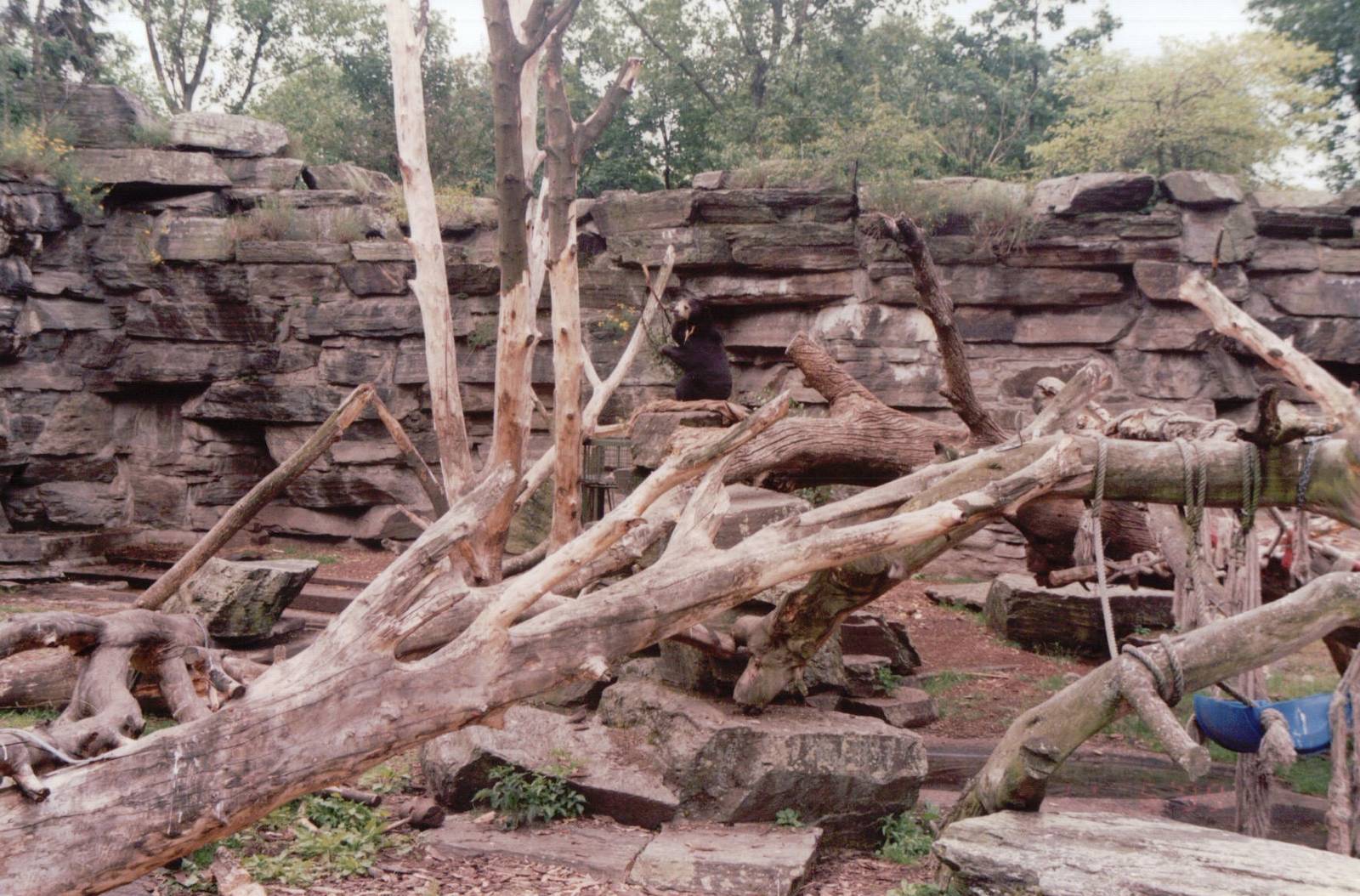 Cologne Zoo 1999 - Malayan Sun Bear exhibit