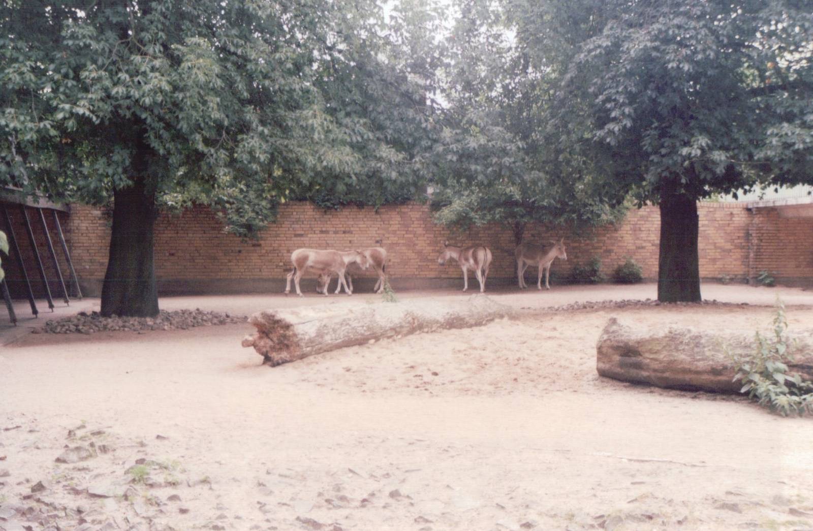 Cologne Zoo 1999 - Persian Onager exhibit