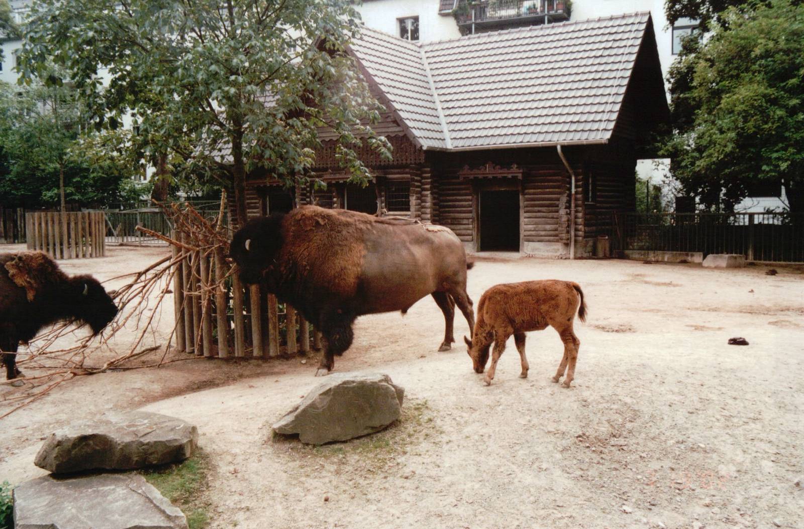 Cologne Zoo 2002 - American Bison exhibit