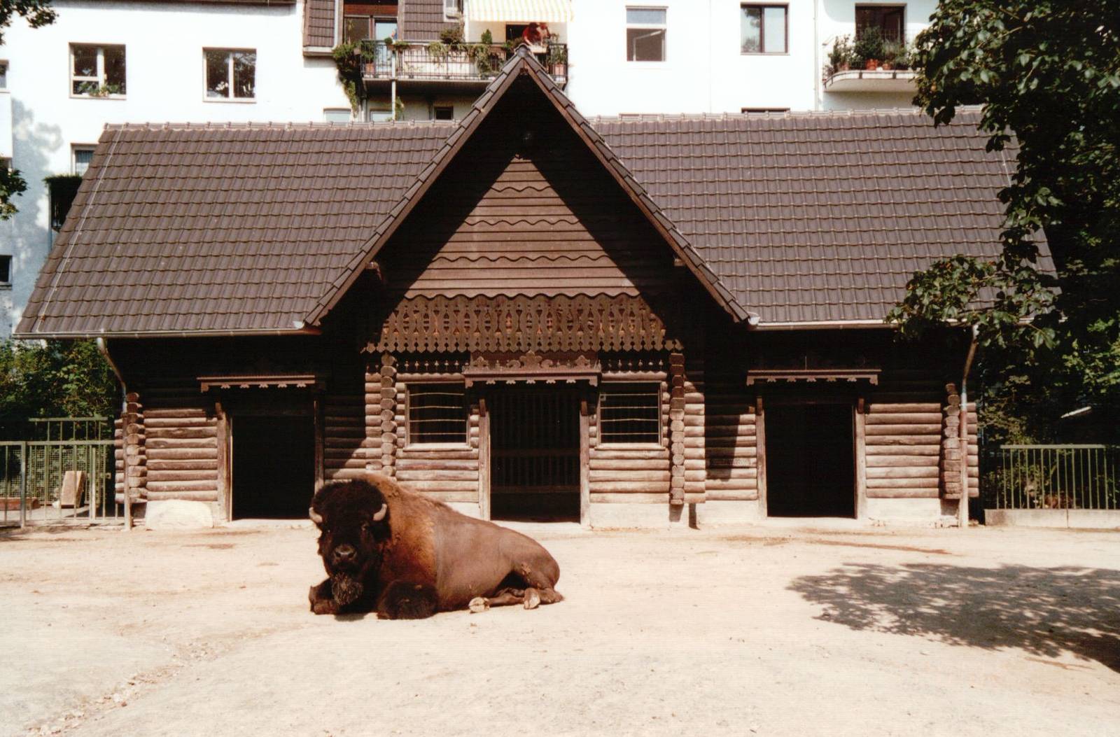 Cologne Zoo 2002 - American Bison exhibit
