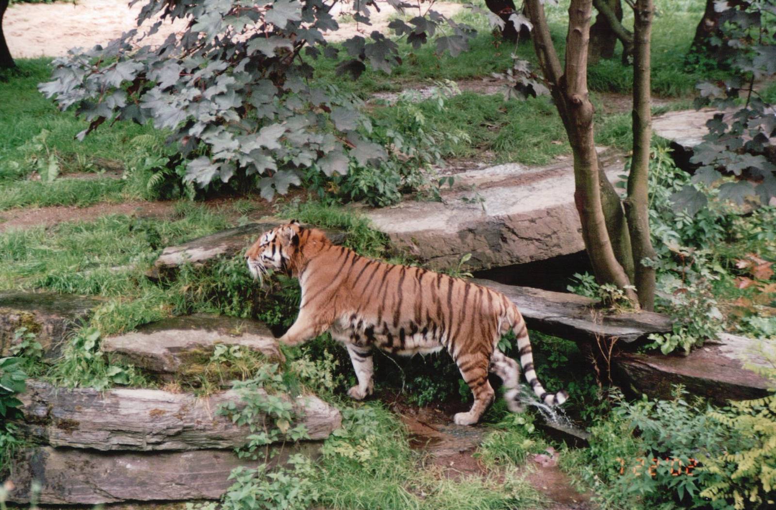Cologne Zoo 2002 - Amur Tiger