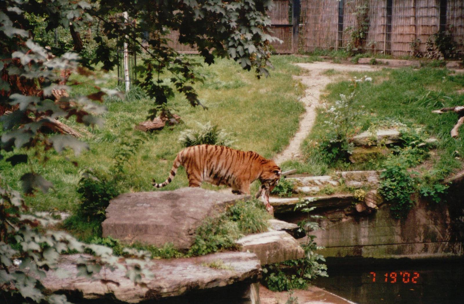 Cologne Zoo 2002 - Amur Tiger