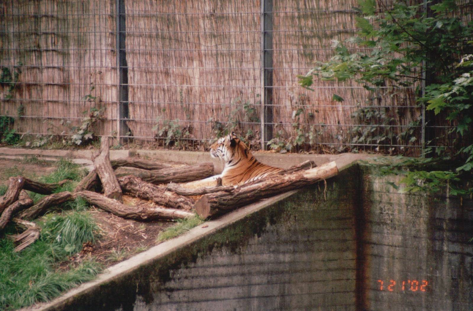 Cologne Zoo 2002 - Amur Tiger