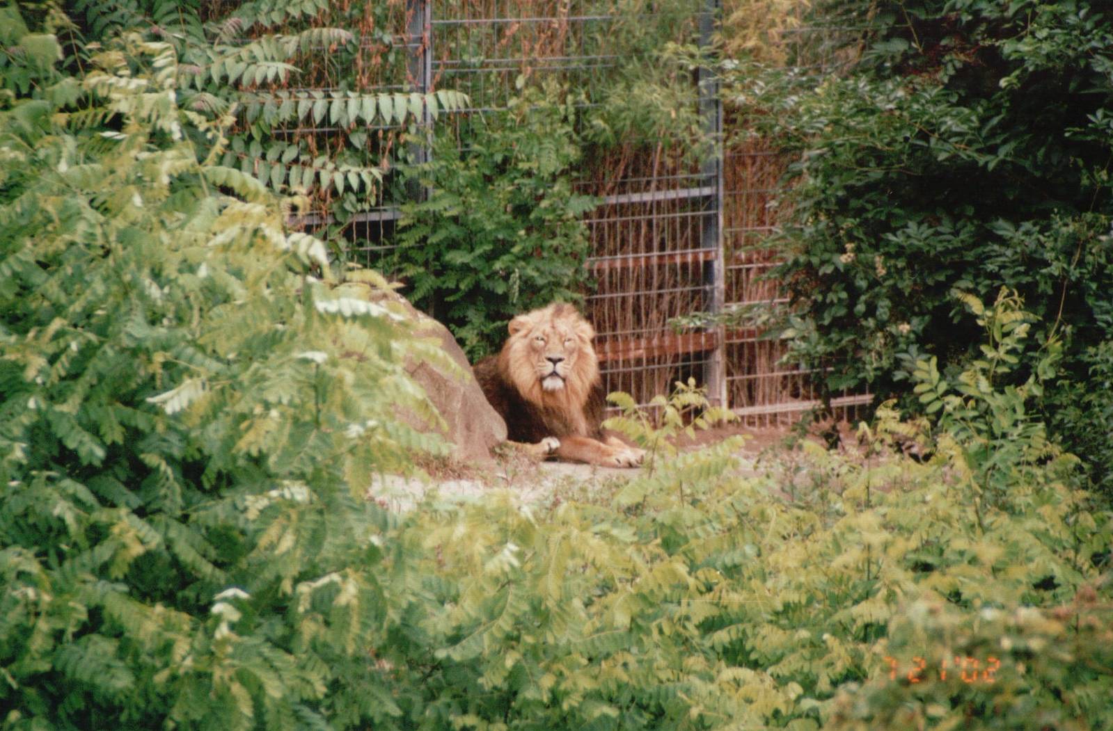 Cologne Zoo 2002 - Asiatic Lion male