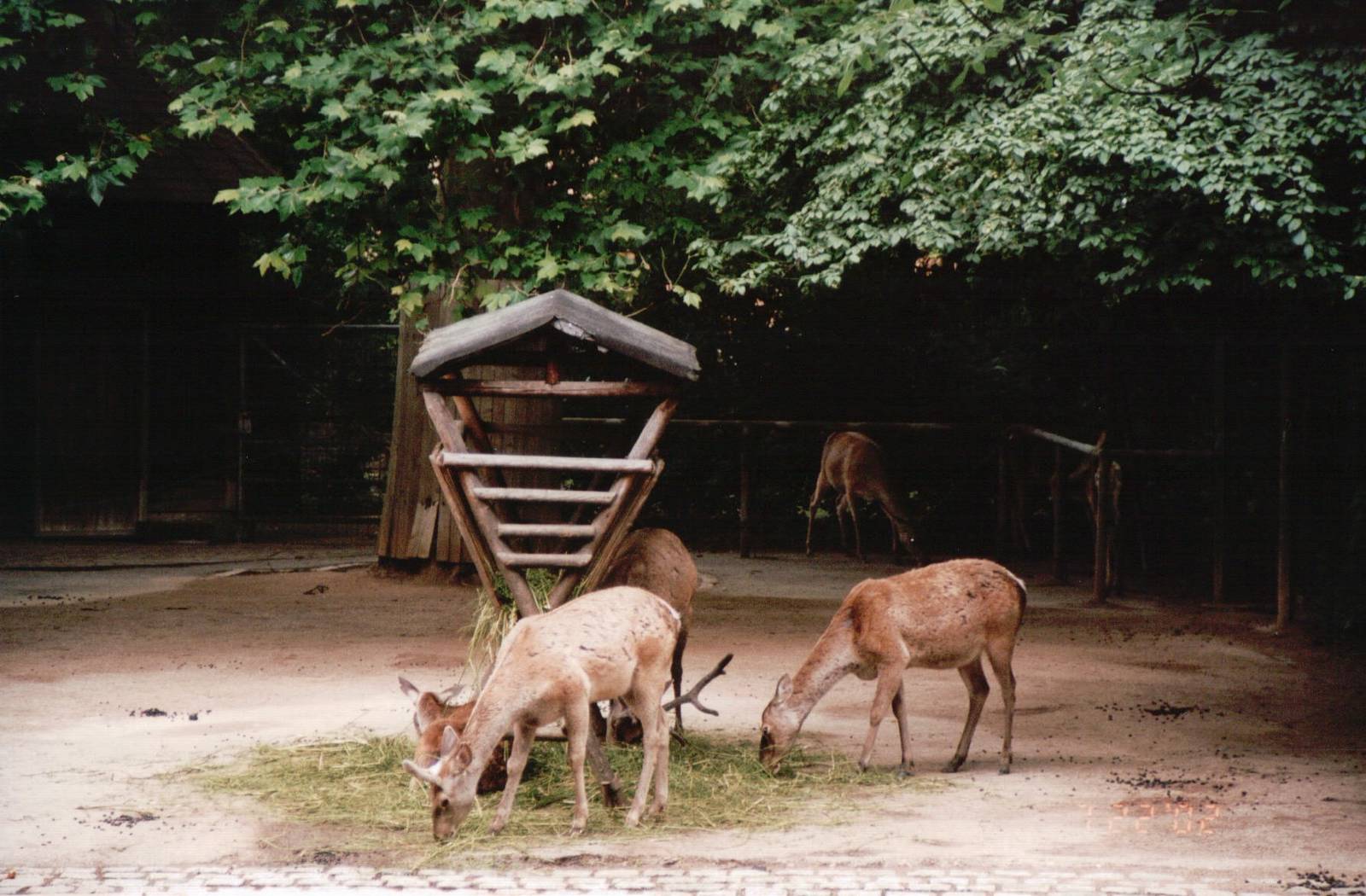 Cologne Zoo 2002 - Bactrian Wapiti