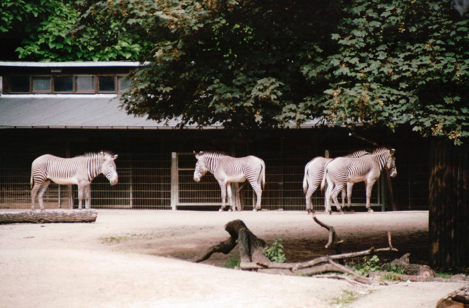 Cologne Zoo 2002 - Grevy Zebras