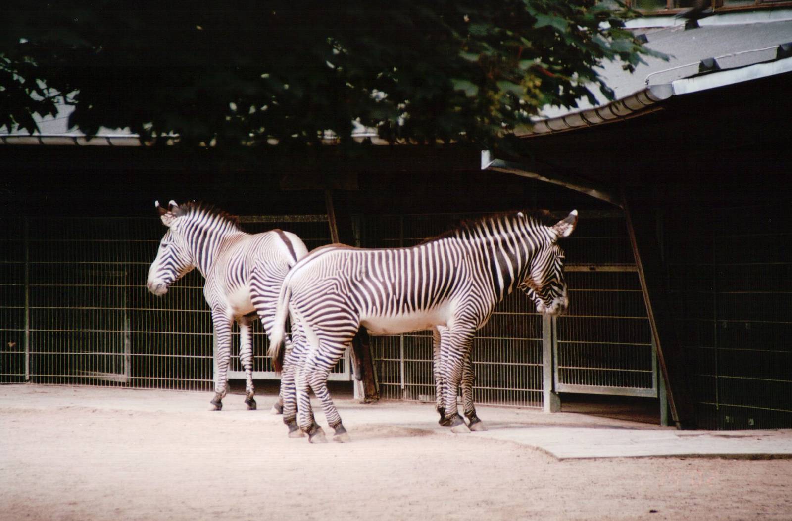 Cologne Zoo 2002 - Grevy Zebras