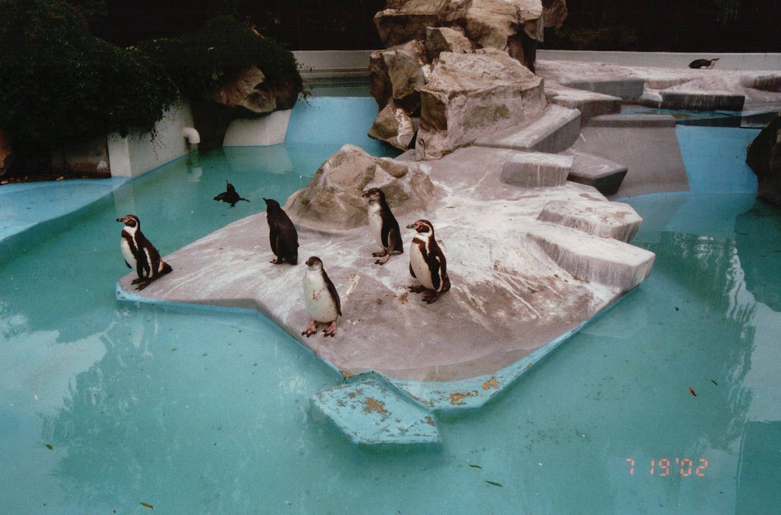 Cologne Zoo 2002 - Humboldt Penguin exhibit