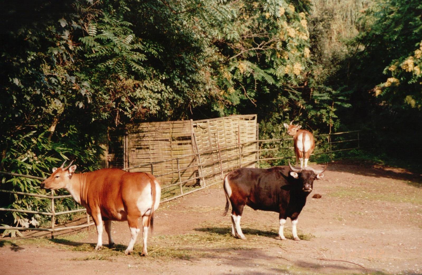 Cologne Zoo 2002 - Javan Banteng