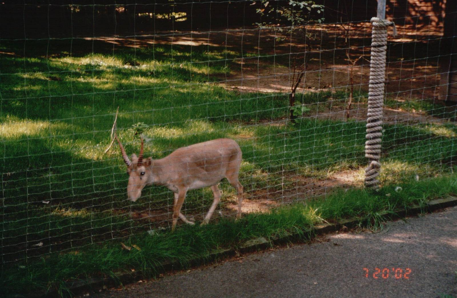 Cologne Zoo 2002 - Magnificent Saiga Antelope