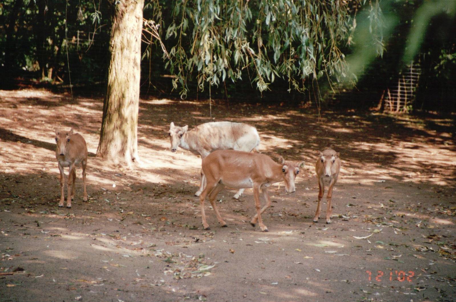 Cologne Zoo 2002 - Magnificent Saiga Antelopes