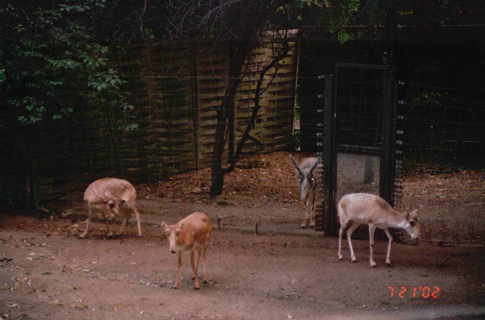 Cologne Zoo 2002 - Magnificent Saiga Antelopes