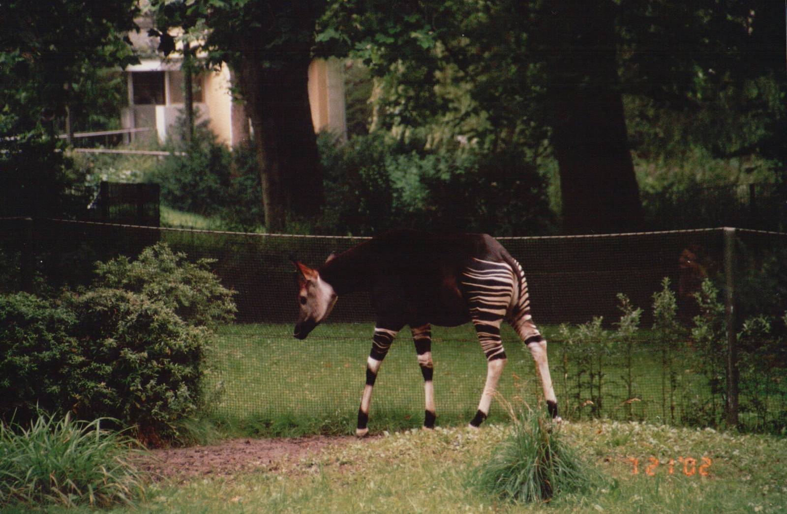Cologne Zoo 2002 - Okapi