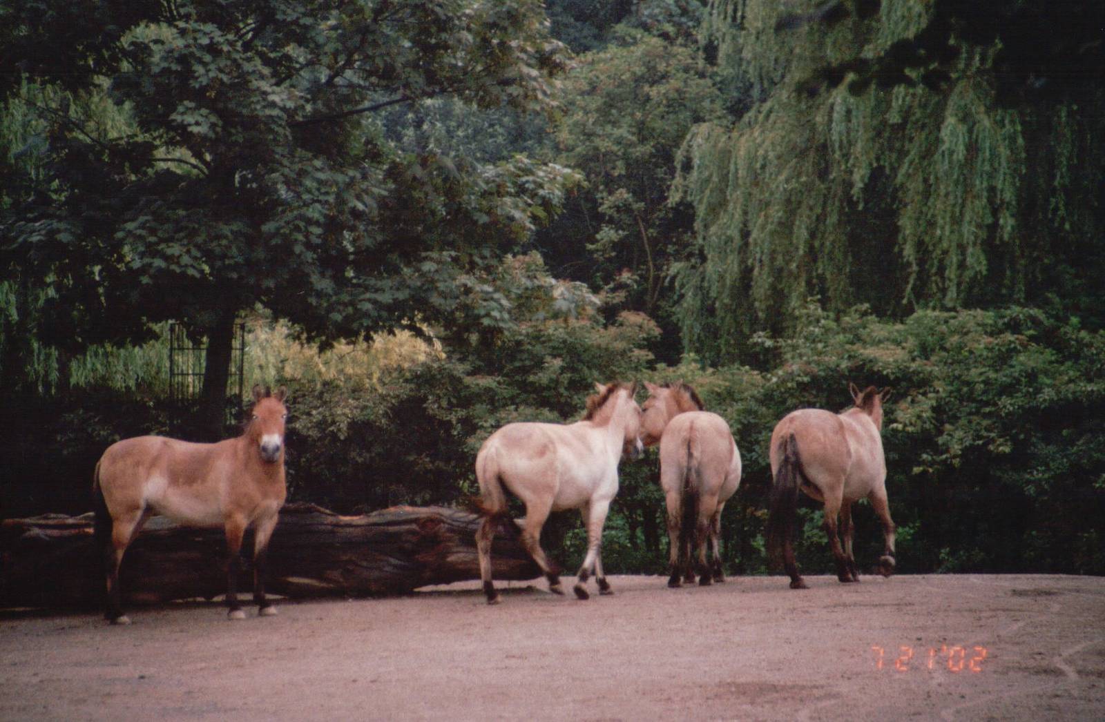 Cologne Zoo 2002 - Przewalskis Horses