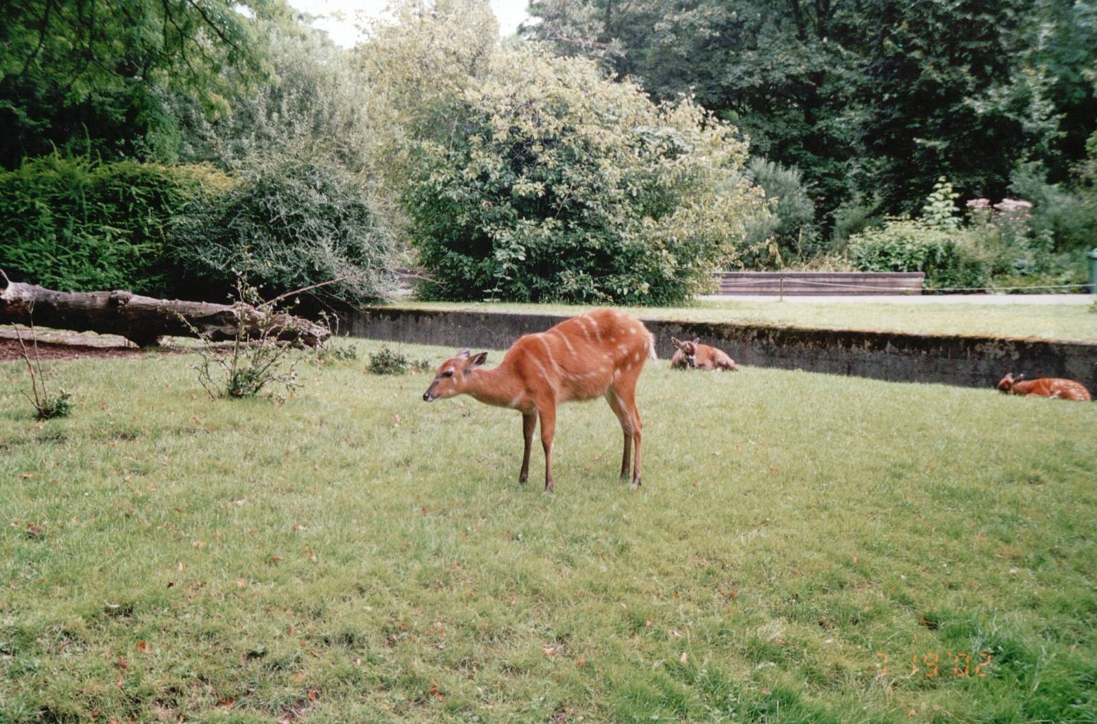 Cologne Zoo 2002 - Sitatunga exhibit