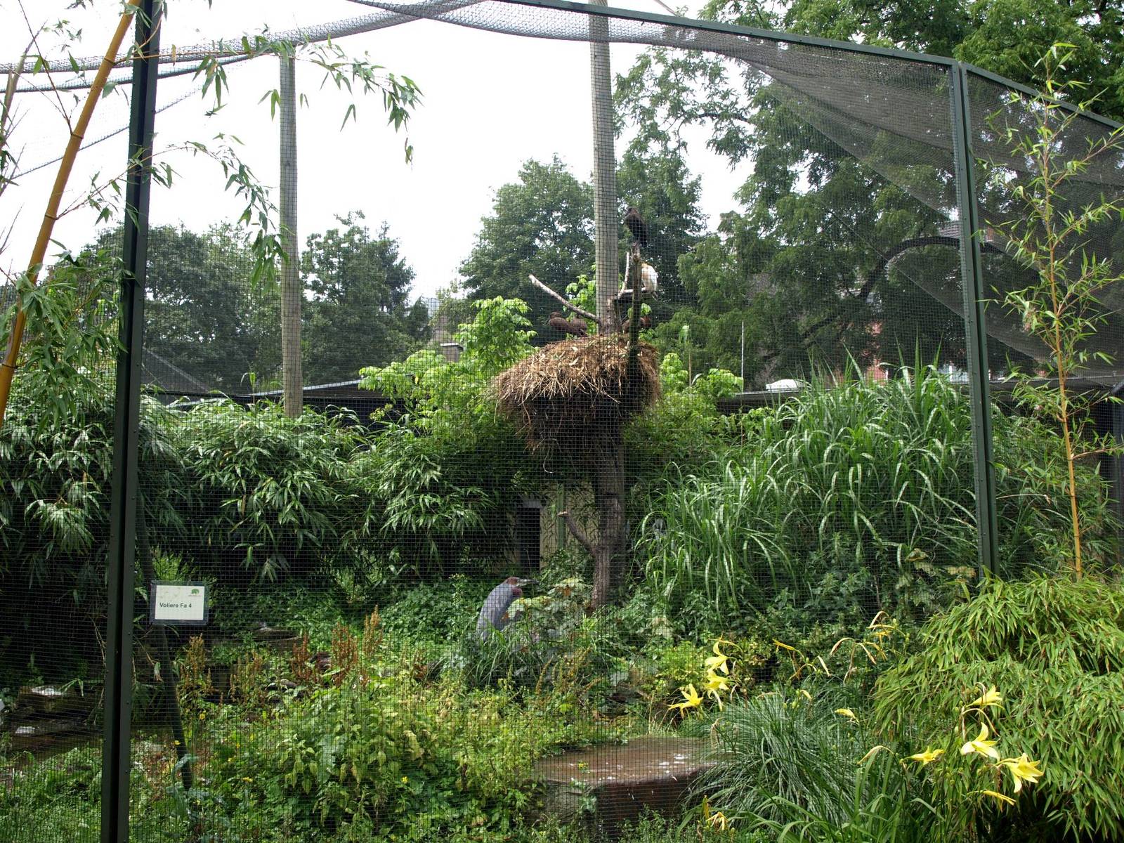 Cologne Zoo - African wetlands aviary