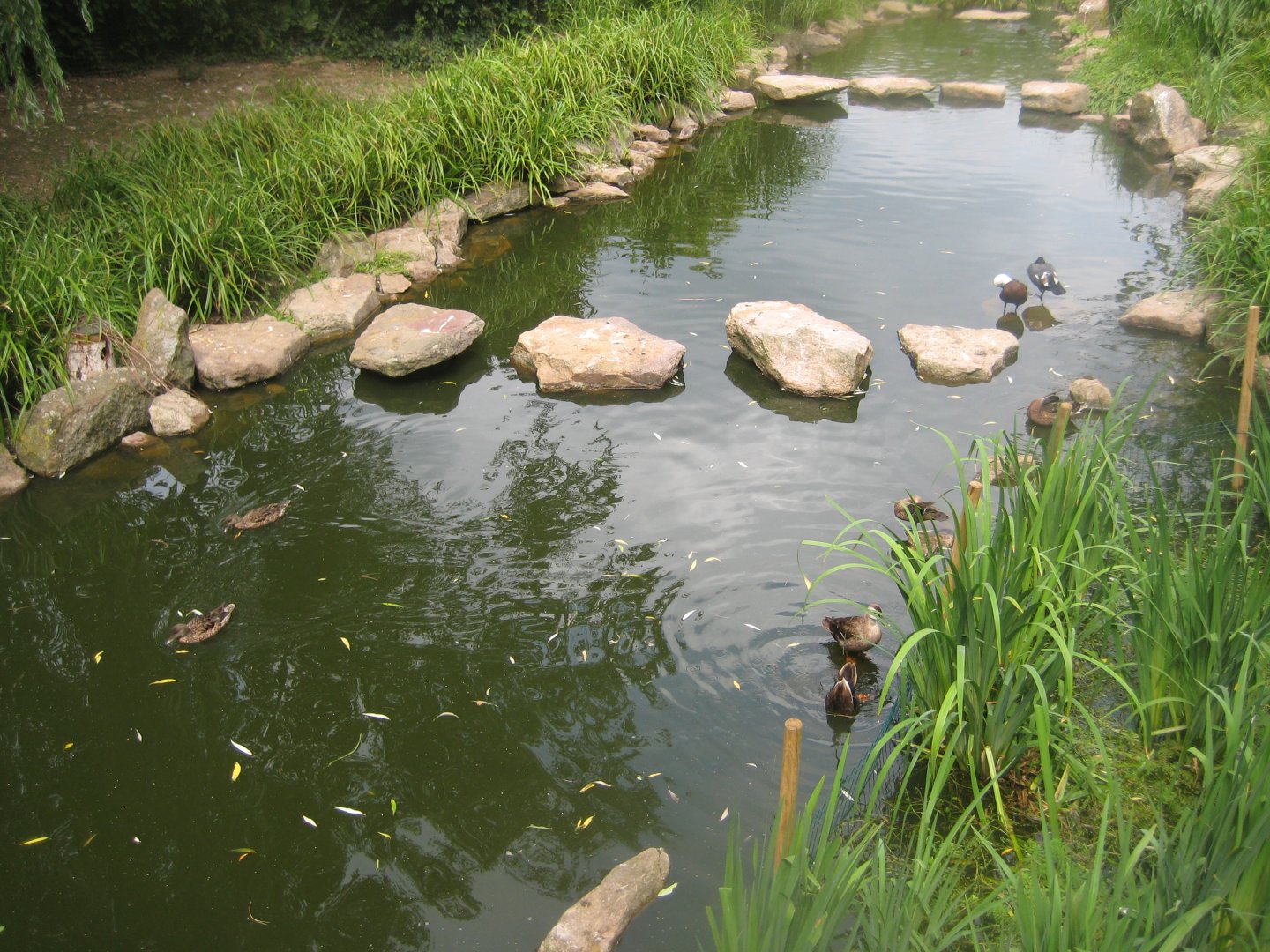 Cologne Zoo - Asian duck exhibit
