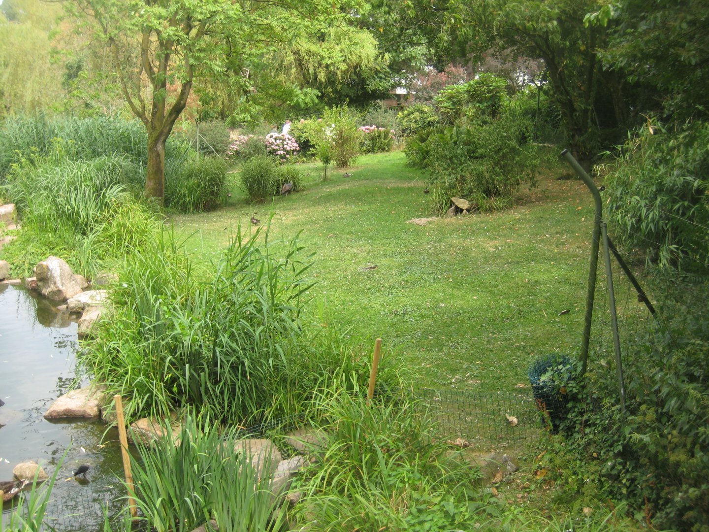 Cologne Zoo - Asian duck exhibit
