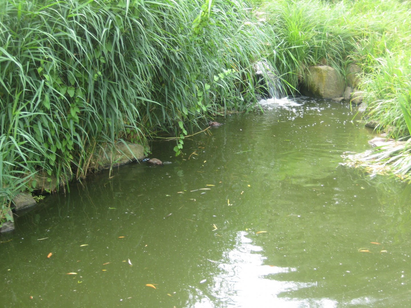 Cologne Zoo - Asian duck exhibit