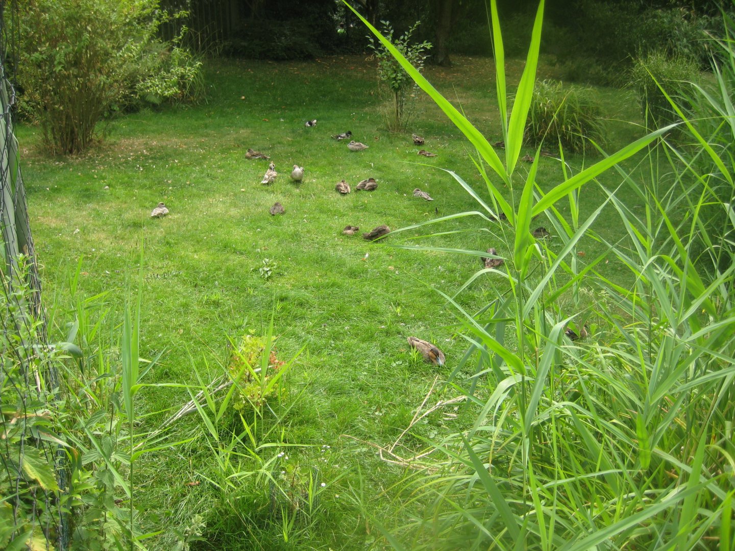 Cologne Zoo - Asian duck exhibit