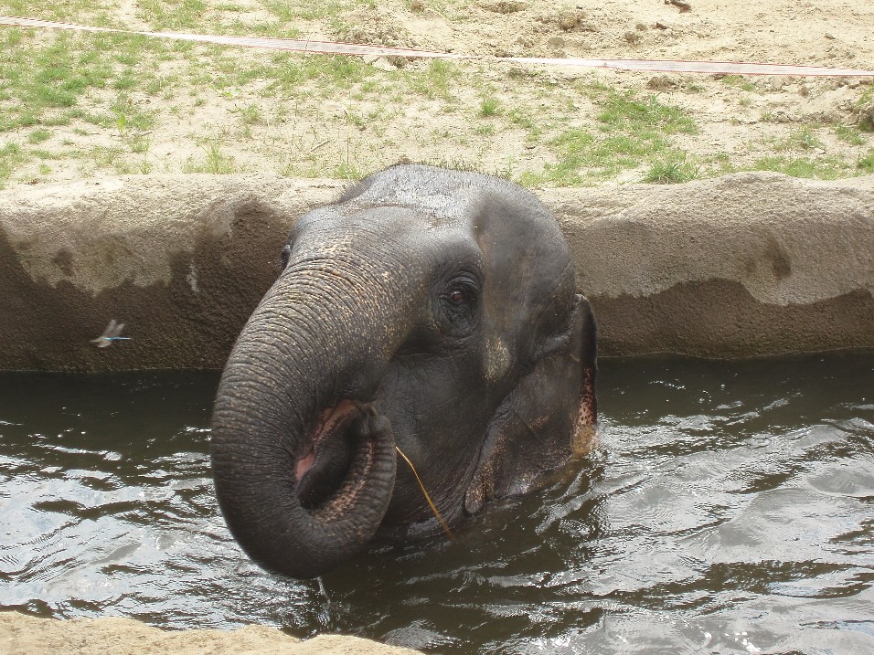 Cologne Zoo - Asian elephant svimming