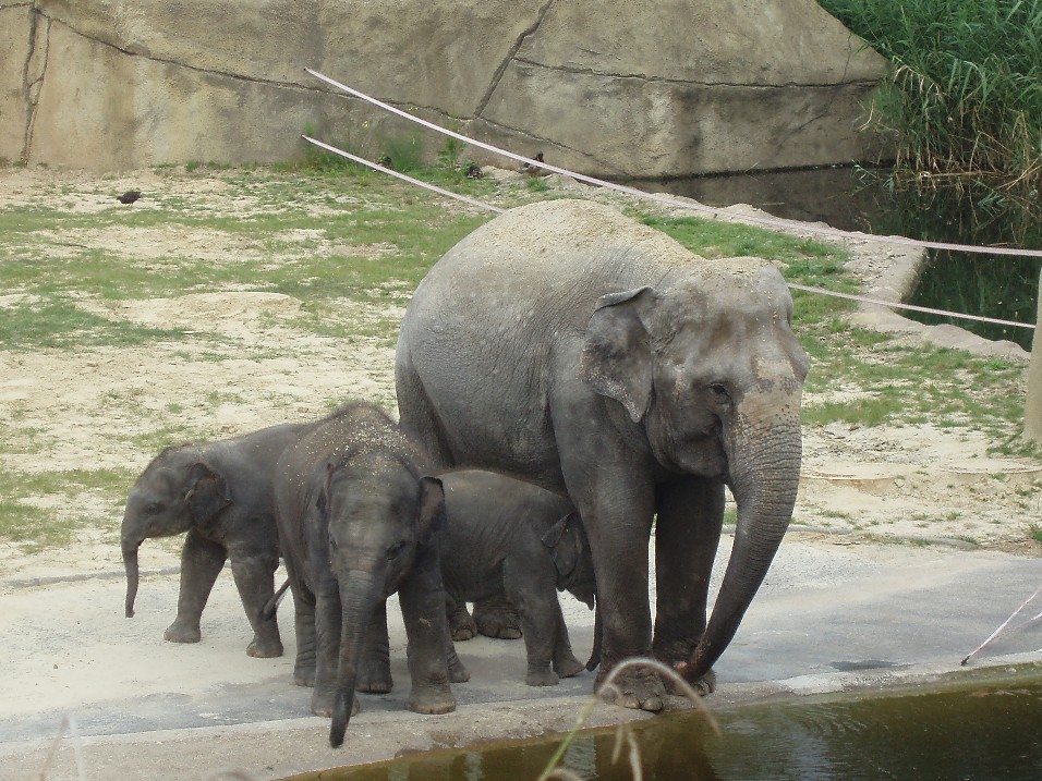 Cologne Zoo - Asian elephants