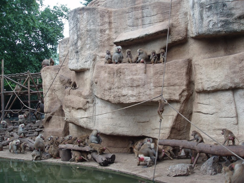 Cologne Zoo - Baboon Cliffs