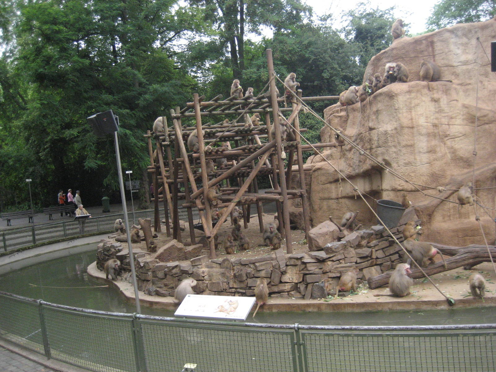 Cologne Zoo - Baboon rock