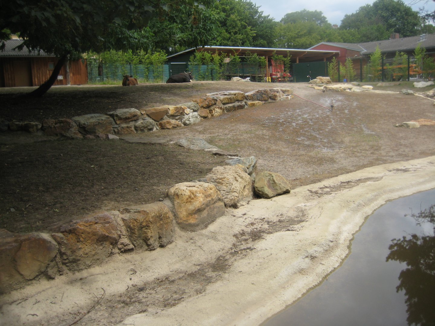 Cologne Zoo - Banteng exhibit