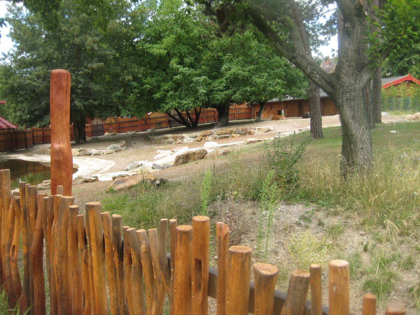 Cologne Zoo - Banteng exhibit