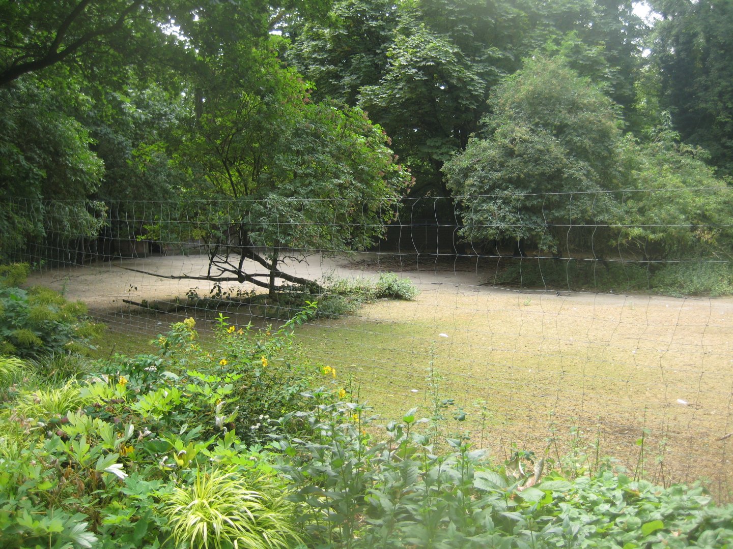Cologne Zoo - Blackbuck exhibit