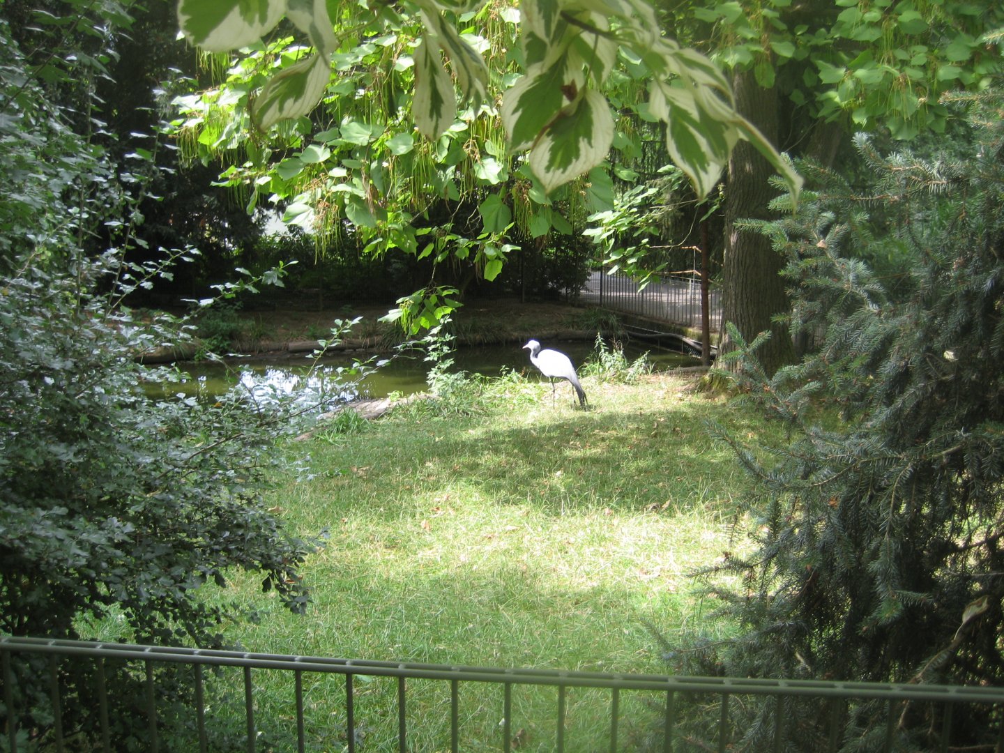 Cologne Zoo - Blue crane exhibit