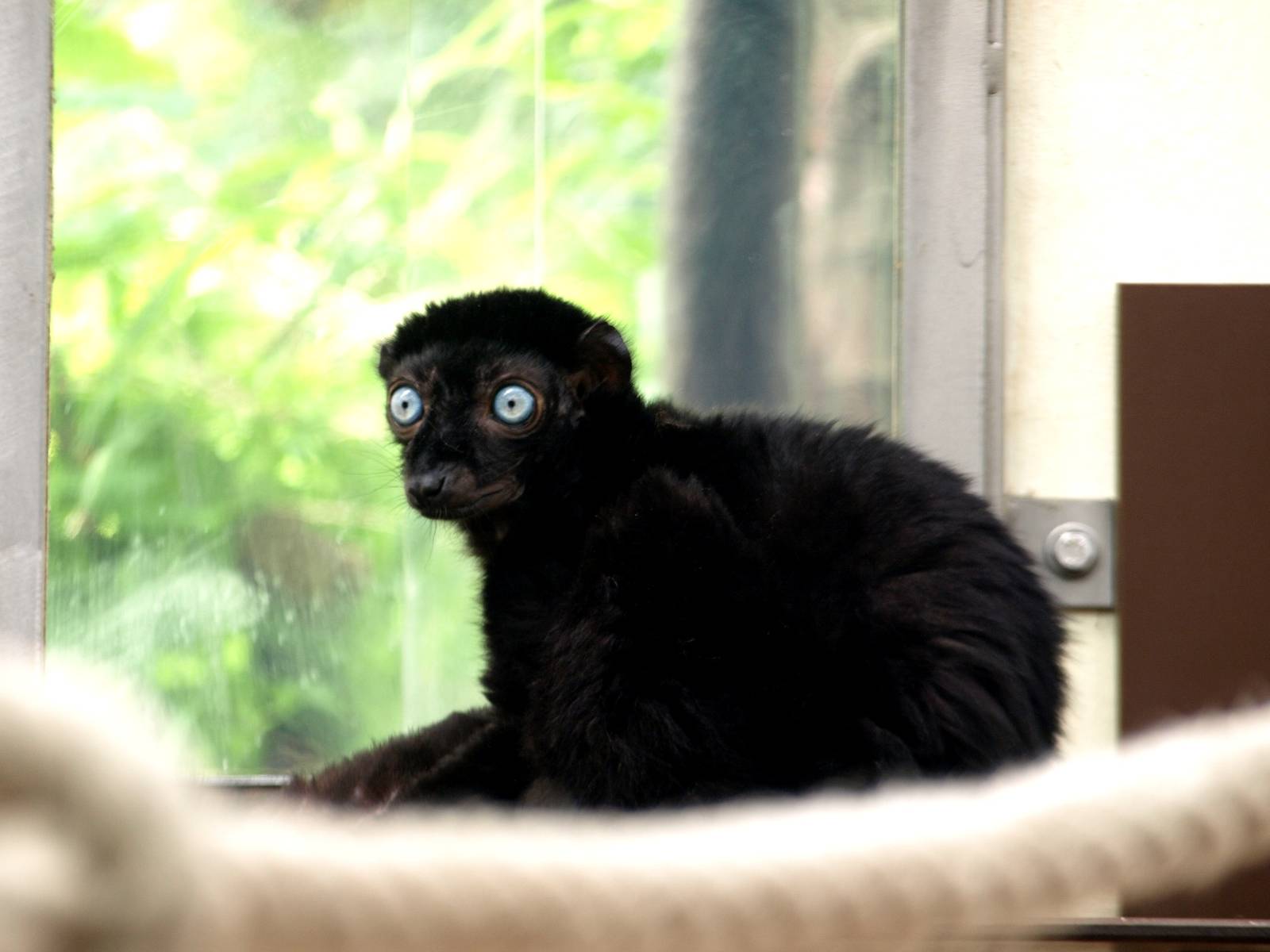 Cologne Zoo - Blue-eyed black lemur