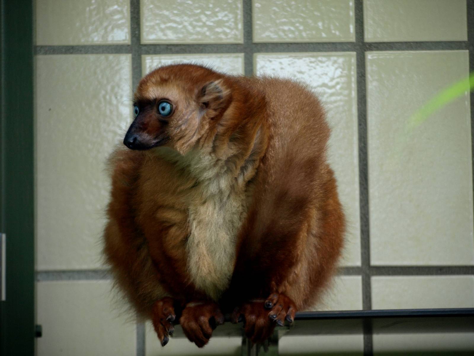Cologne Zoo - Blue-eyed black lemur