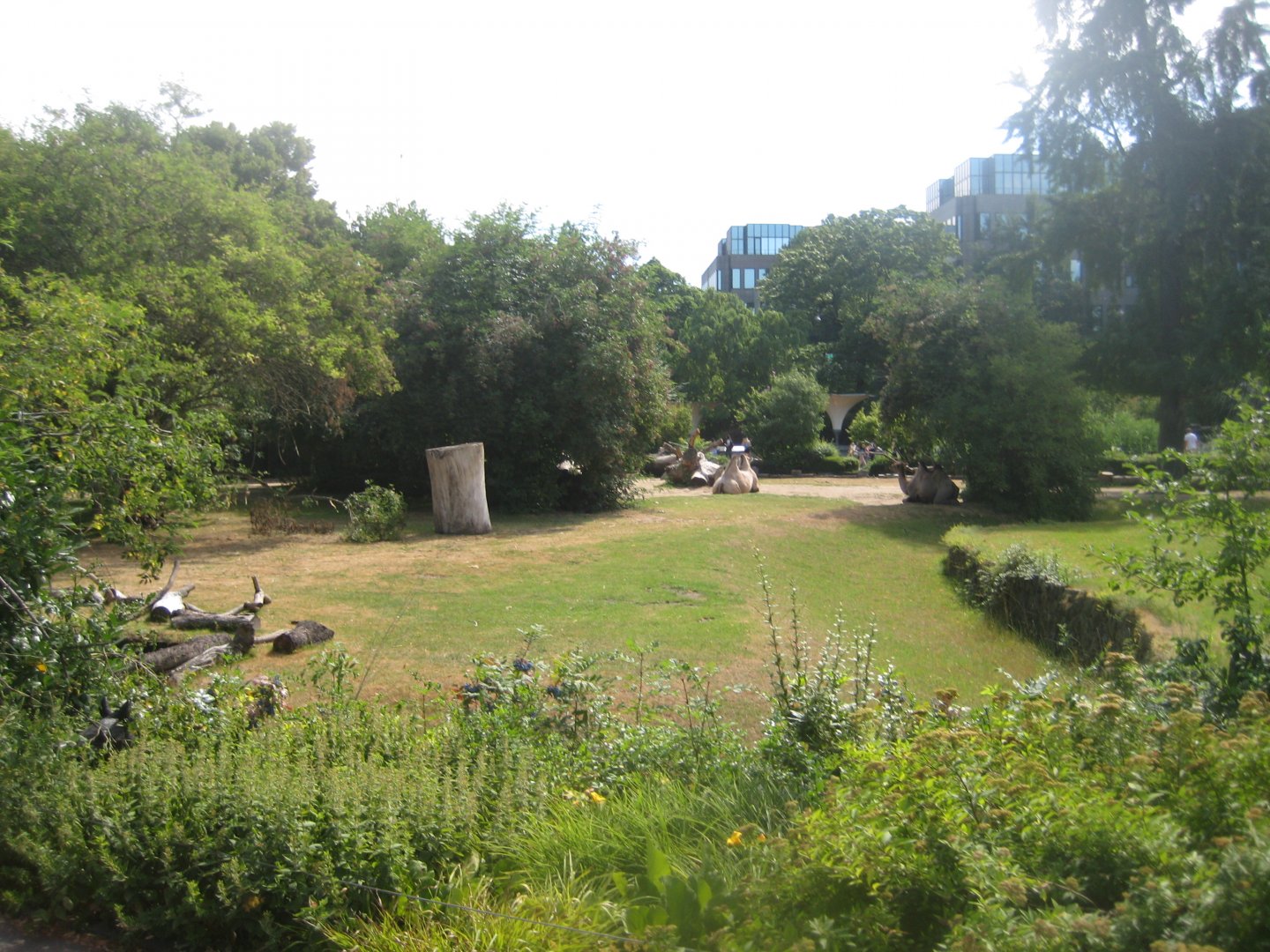 Cologne Zoo - Camel exhibit