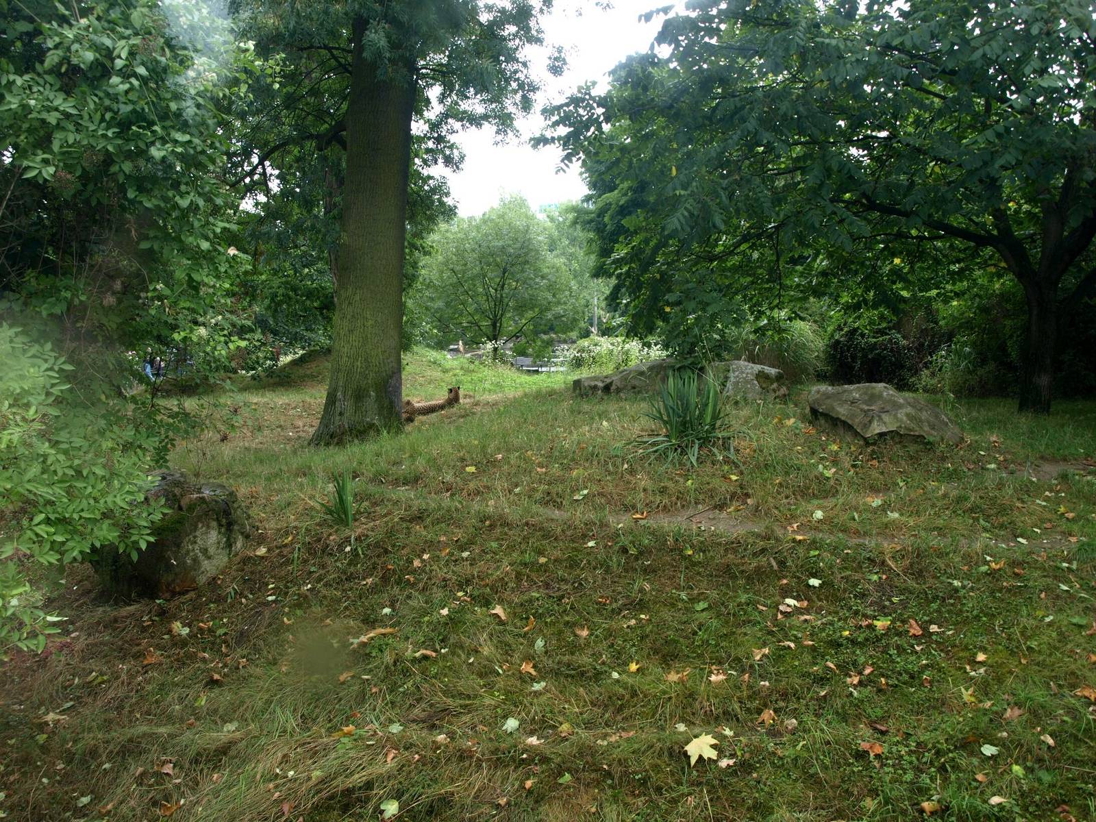 Cologne Zoo - Cheetah exhibit