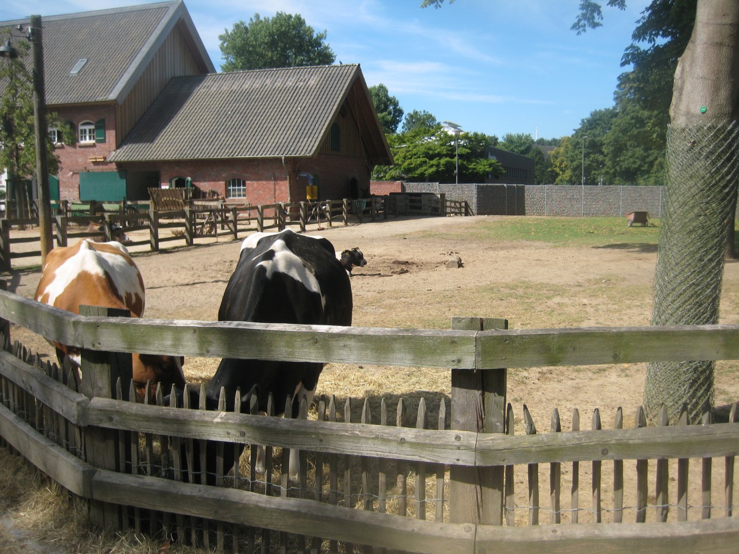 Cologne Zoo - Clemenshof - Cattle exhibit