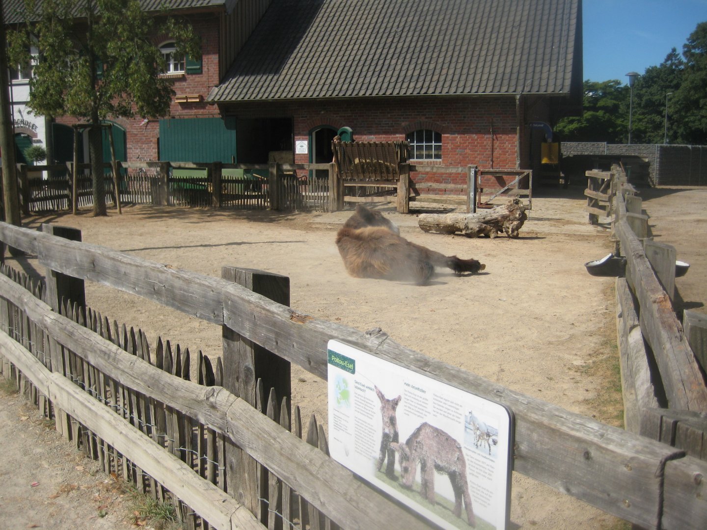 Cologne Zoo - Clemenshof - Donkey exhibit