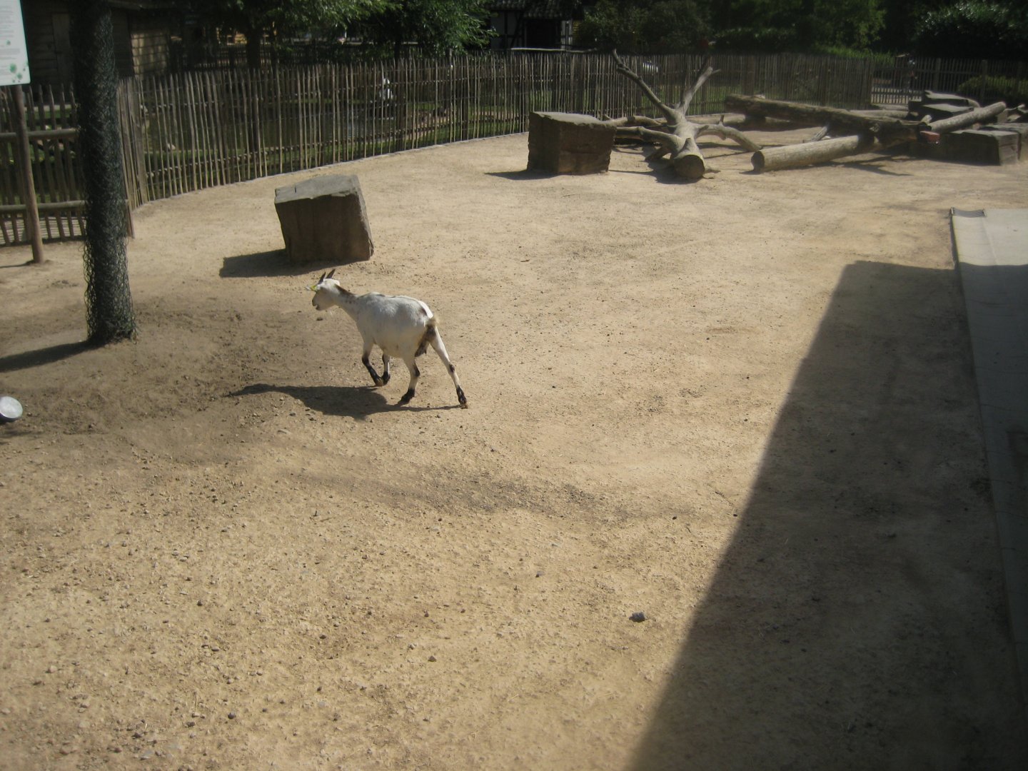 Cologne Zoo - Clemenshof - Goat exhibit