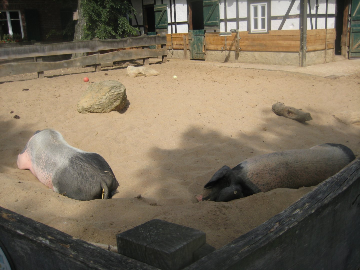 Cologne Zoo - Clemenshof - Pig exhibit