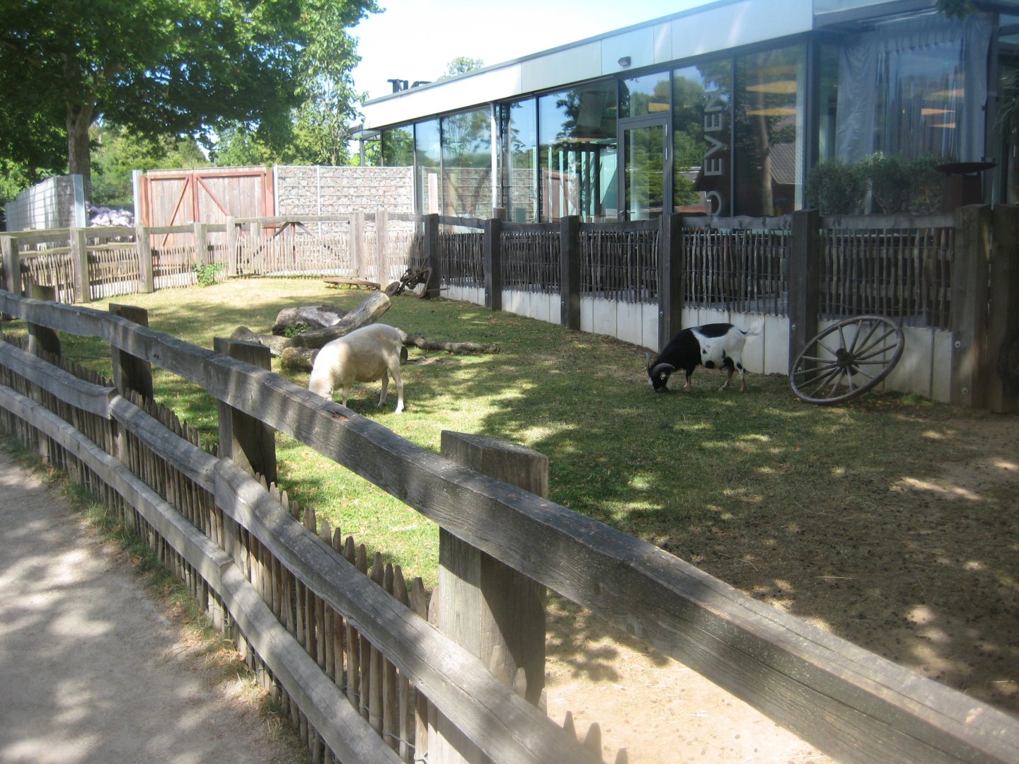 Cologne Zoo - Clemenshof - Sheep exhibit