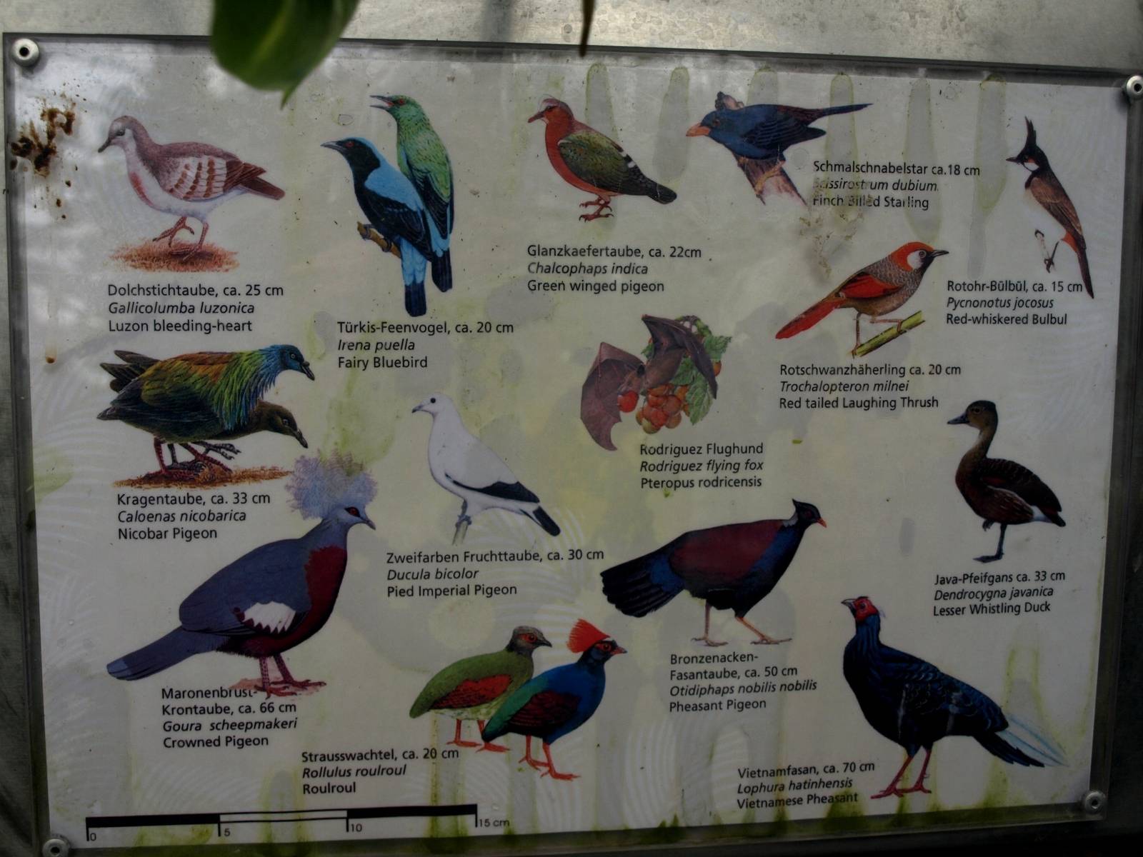 Cologne Zoo - Der Regenwald