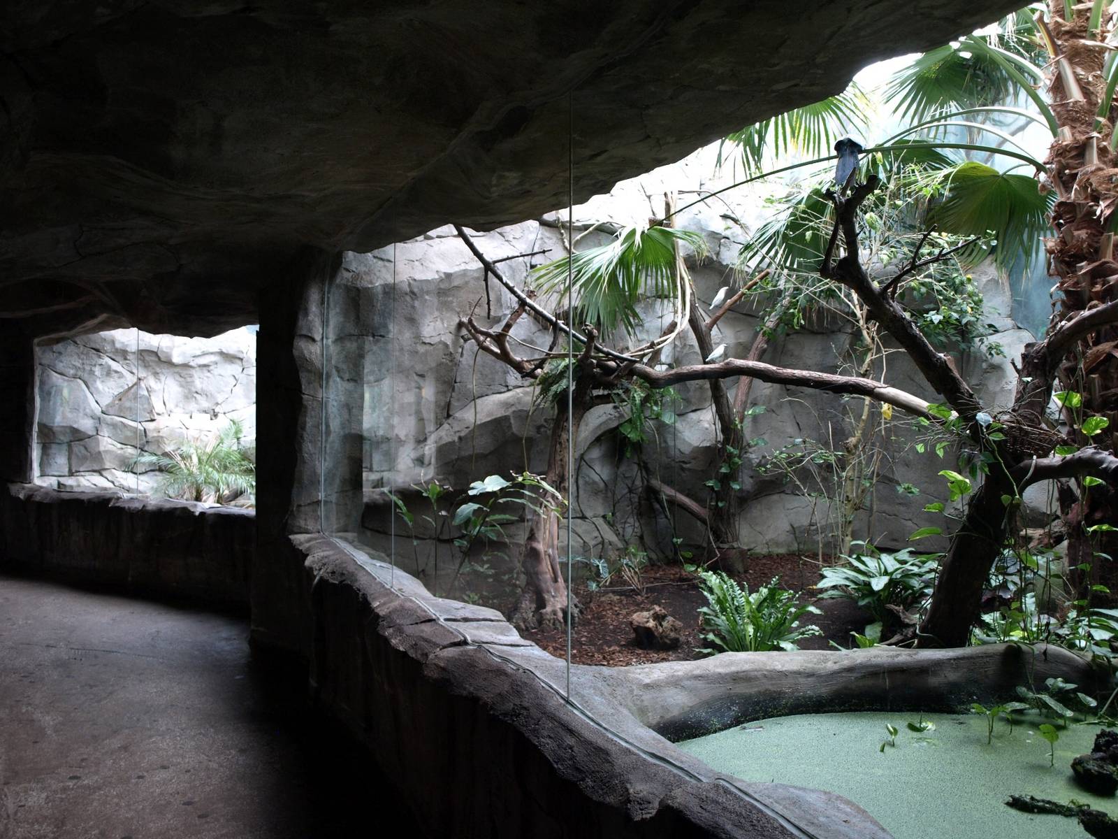 Cologne Zoo - Der Regenwald