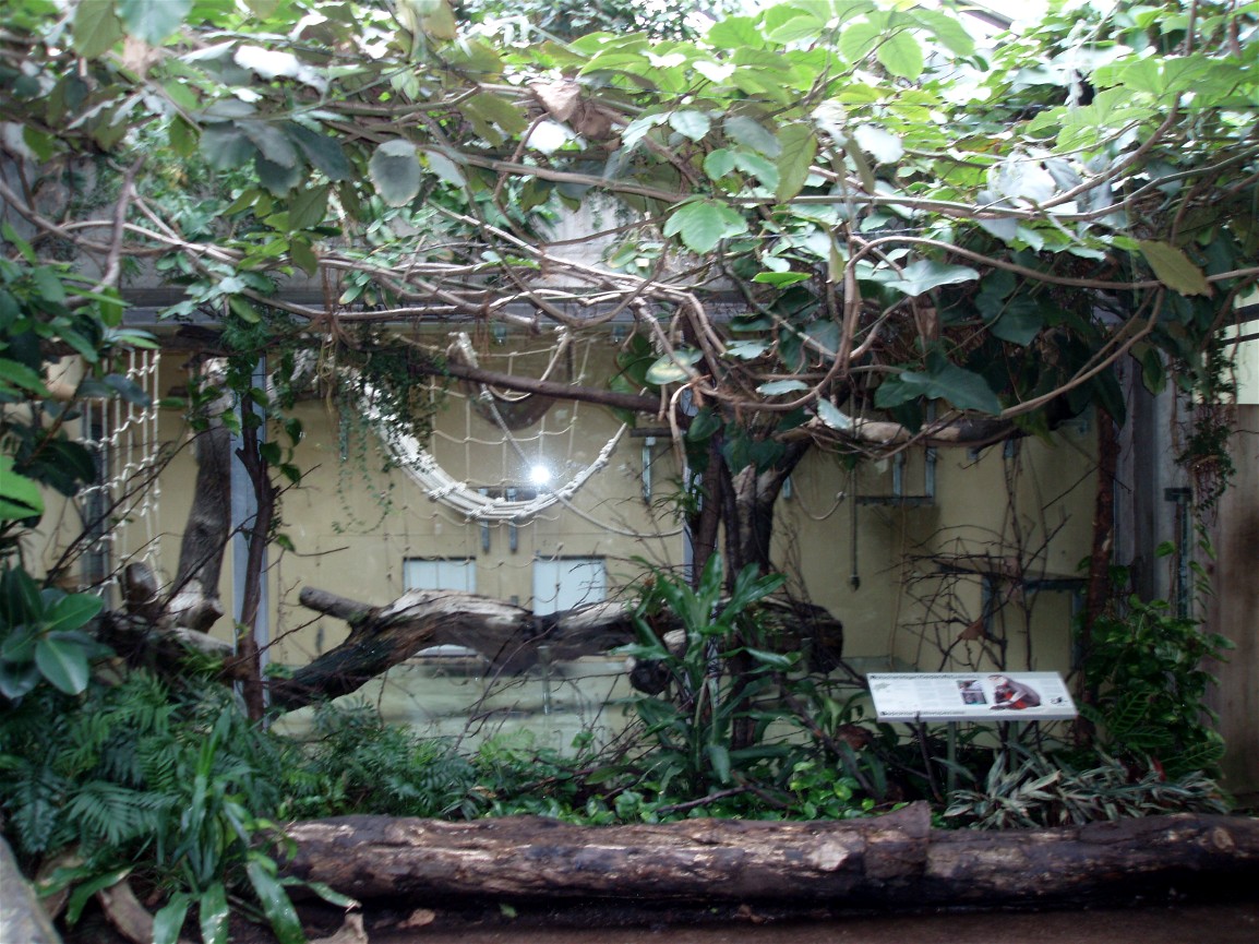 Cologne Zoo - Douc langur exhibit