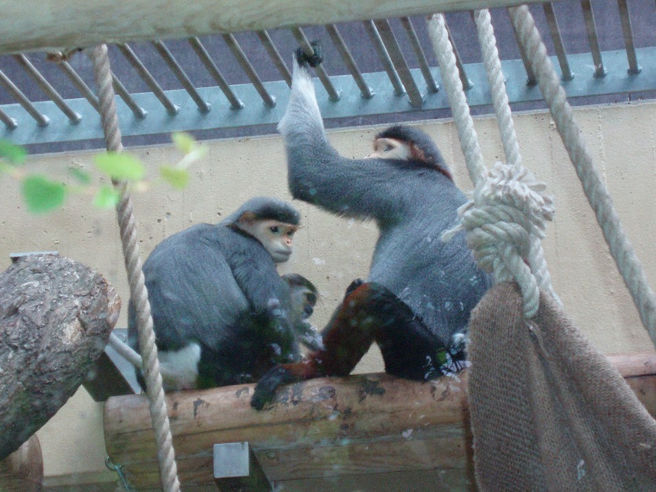 Cologne Zoo - Douc langurs