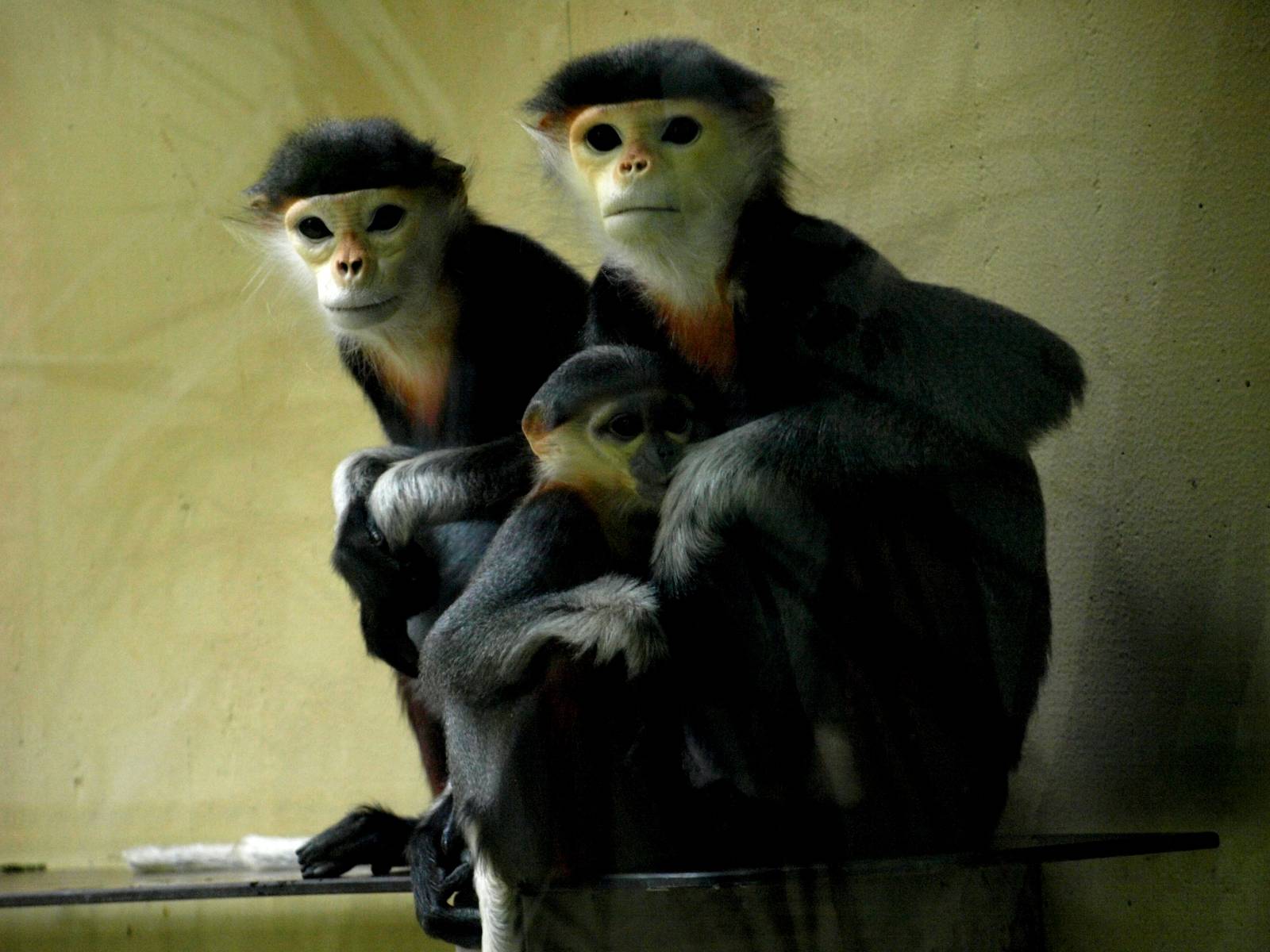 Cologne Zoo - Douc langurs