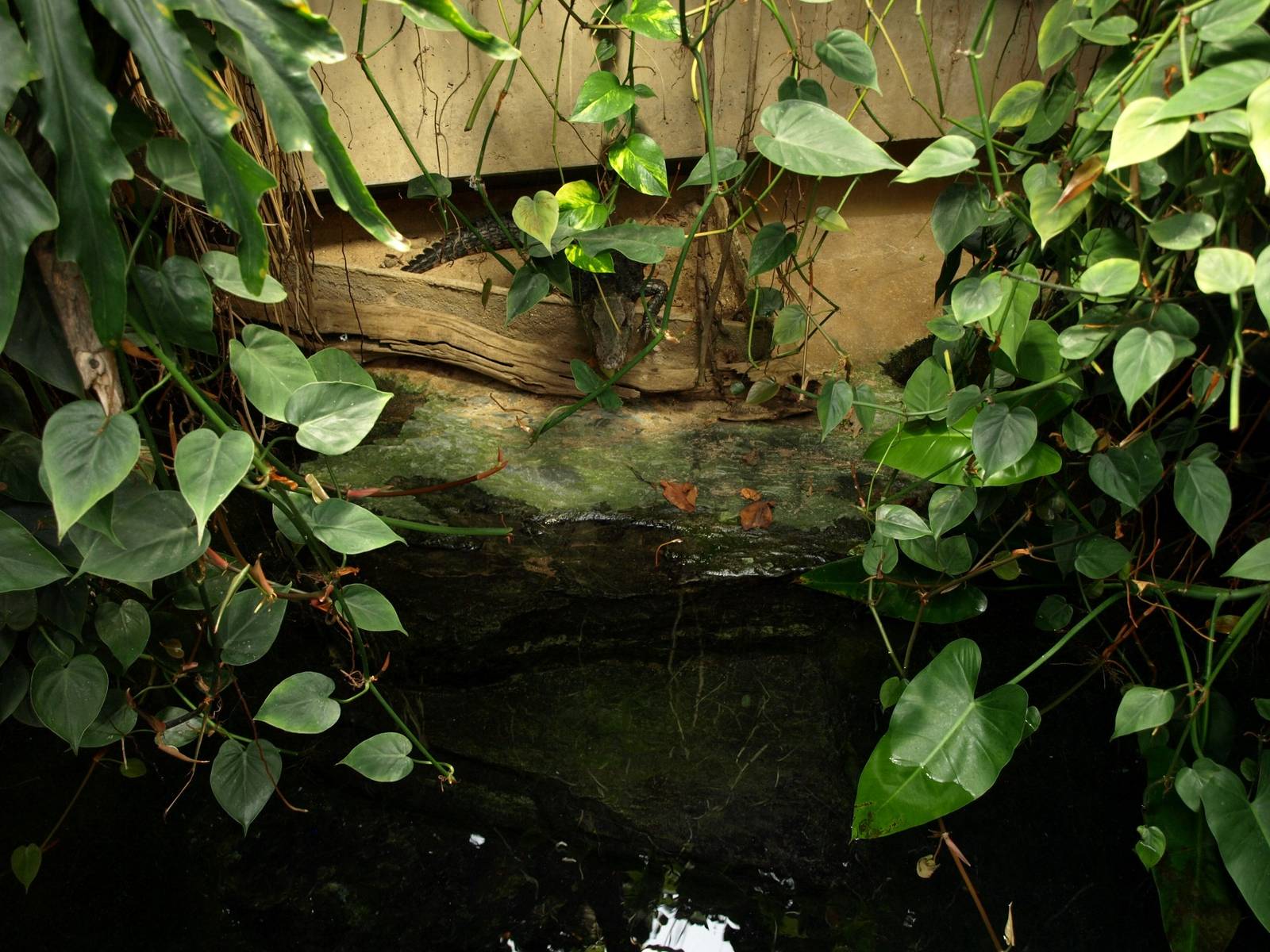 Cologne Zoo - Dwarf caiman exhibit
